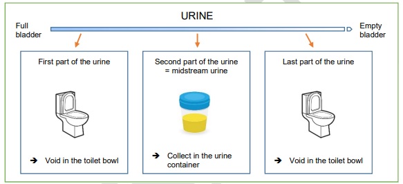 Urine